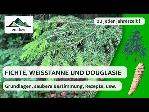 🌲 FICHTE, WEISSTANNE UND DOUGLASIE– Bestimmen und kulinarisch nutzen