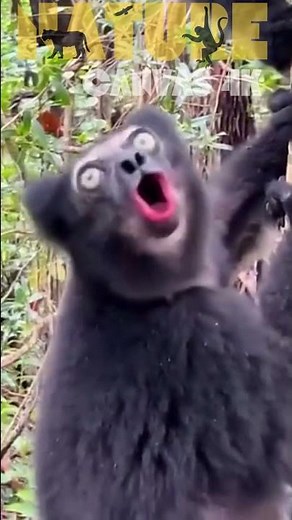 Indri Lemurs Loud Calls Echoing in Madagascar Forest | Rare Wildlife Moments