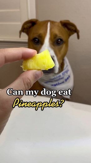 Can Dogs Eat Pineapple? Benefits and Risks Explained