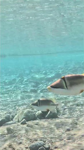 Picasso Triggerfish Swim Right Beside Me 🤿😮🌊