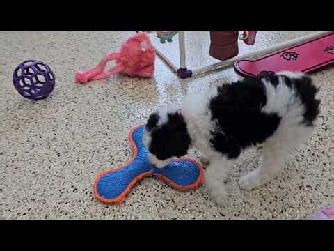 Jolly Mini Sheepadoodle Puppy 