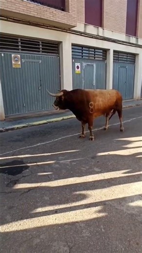 Toro Marrón Pone Al Límite A Este Mozo 😱 Reacción Brutal