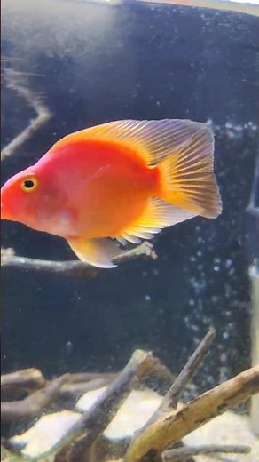 🐟 Meet My Beautiful Blood Red Parrot Fish ❤️🔥