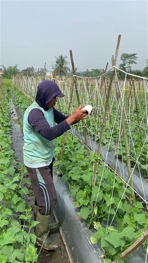 Installing thread on cucumber plant trellises, apr23 #farming #agriculture