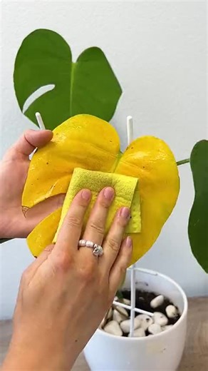 Every plant is different 🌱 Plant app understands them all - and helps them thrive!