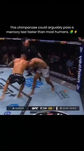 Daily fact & Knowledge on Instagram: "Got it — here are polished caption options with different vibes. Pick what fits your page best 👇🧠⚡ 🧠 Clean & Educational This chimpanzee can outperform most humans in short-term memory tests. After seeing numbers for a split second, it recalls their exact positions flawlessly. Studies from Kyoto University show this isn’t higher intelligence — it’s task-specific superiority. Chimpanzee brains evolved for rapid visual processing, a survival advantage in dy