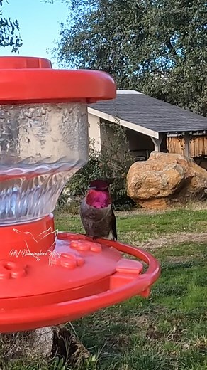 60 reactions | Another dne of my year round residents. #hummingbird #nature #birdwatching The water sound is the fountain I have setup for the birds. | HV Hummingbird Alley | Facebook