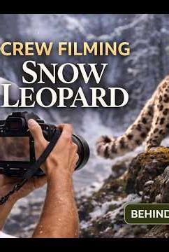 Filming The World's Rarest Big World’s Rarest Big Cat Caught on CameraSnow Leopard Filmed in Wild