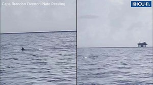 One of the rarest whales on the planet spotted south of Galveston, fisherman says
