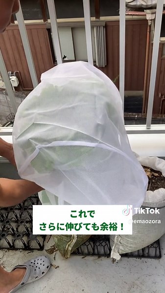 家庭菜園の虫除けネットを使った栽培法