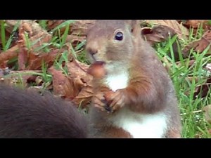 ECUREUIL Roux/Décorticage.Noisettes/Ralenti ! BRUITX