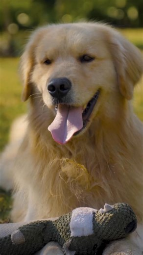 Ahora Fit Formula tiene más proteína para cada etapa de tu mascota. La fórmula Fit entrega nutrición completa y un sabor irresistible a tus regalones. | FIT FORMULA