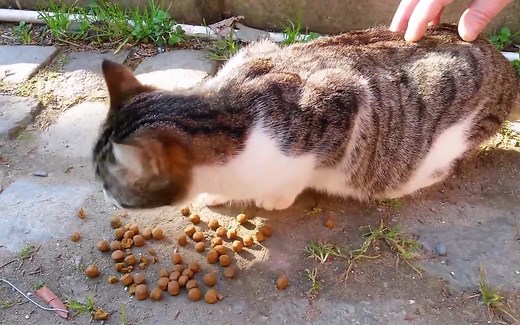 im Angry Cats Compilation 愤怒的猫合集