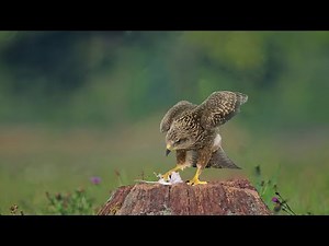 Hawk hunting mouse