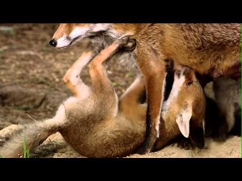 Niedersachsens schlaue Füchse: Junge Füchse verlassen den Bau