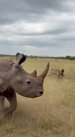 Rhino Faces Hyenas in Epic Safari Showdown! 🦏🐾 #WildLife #Rhino #Hyenas #Safari