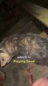 Opossum Playing Dead