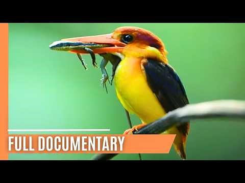 The Amazon of the East - Borneo’s River of Life | Full Documentary