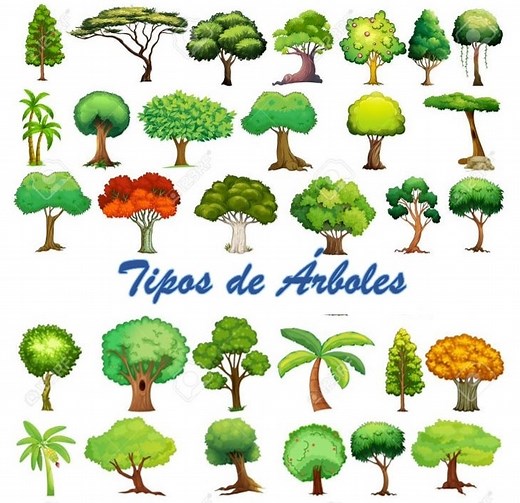 TIPOS DE ÁRBOLES: CARACTERÍSTICAS, HOJAS, FORMAS Y MÁS