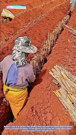Trench & Cover: How Traditional Methods Cultivate Premium Root Crops in Red Earth