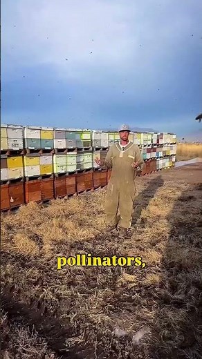 Why Honeybees Are Classified as Livestock in the U.S.
