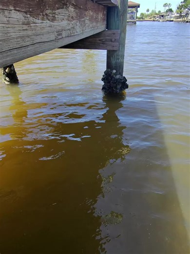 Scraping Barnacles & Algae from Dock Pilings