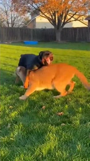 Rottweiler vs Intruder: Ultimate Protection Battle! #GuardDog #Rottweiler #FamilyDefense