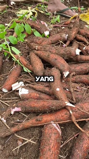 Indonesian Food That Looks Ordinary… But Is Dangerous? #food #culinaryvisit #uniquefacts