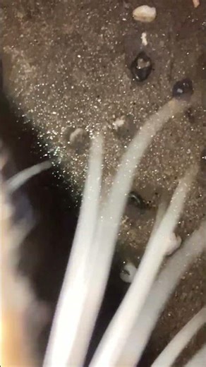 GOYANGi::고양이.raw #shorts