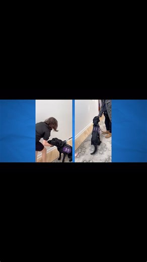 The moment Kuma was waiting for; Clay is just what she needed. Little did Clay know, it was exactly what they needed too! Unleashing Hope premieres tomorrow April 22nd on @hulu. VD: Rosie O’Donnell being interviewed for the upcoming documentary, Unleashing Hope. There are some clips of Clay meeting service dog Kuma for the first time with a non stop wagging tail. #UnleashingHopeFilm #UnleashingHopeHulu #GuideDogsofAmerica #TenderLovingCanines #ServiceDogs #AutismAwarenessMonth #AutismAwareness #