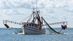 NC bill could effectively destroy state's shrimping industry, experts warn