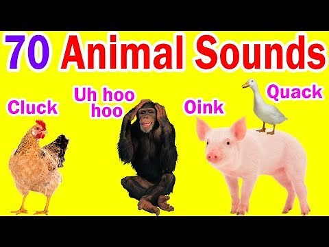 Animal Sounds | 70 Amazing Animals | Wild Animals | Pet Animals | How does animal sound