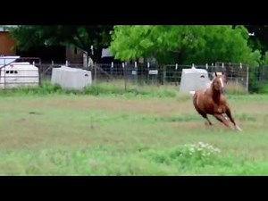 American Quarter Horses For Sale, Cutting horses for sale AQHA NCHA