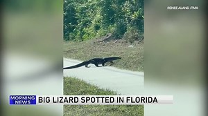 Leaping lizards! A massive lizard was spotted in Florida. | WGN Morning News
