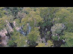 Ancient Bald Cypress of Black River, North Carolina