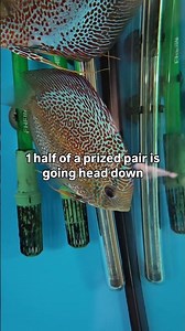How do you cure Discus swim bladder issues?