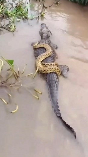 Jade on Instagram: "VIDEO: Lazzzzy anaconda hitches lift on back of alligator A lazy anaconda has been spotted hitching a lift on the back of a mini alligator. The cheeky snake was stretched out on top of the gator as it took to the water from the riverbank. The alligator then paddled through the shallow water with the anaconda on its back, apparently unbothered by the slippery stowaway. The incredible encounter was filmed by fishermen in the Pantanal of Mato Grosso, west of Brasilia, Brazil. Th
