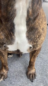 11K views · 354 reactions | 女 or  -壘☠️ The Flemish Giant Rabbit is so huge #flemishgiant #animals #flemishgiantrabbit #naturelovers #wildlife #wild #xuhuong #facts #animalfac #foryou #fyp #animallover #amazing #dog #pet #viral #asmr | Rin Outing | Facebook