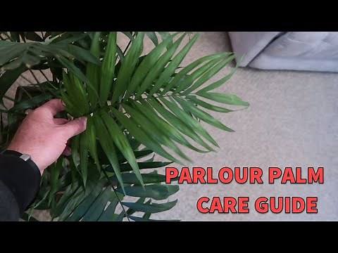 Parlour Palm Spotlight & Care Guide Chamaedorea Elegans