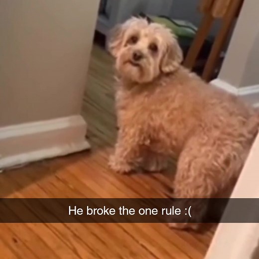 Funny Dog Attitude Meme Compilation