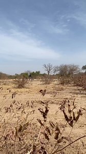 "Plongée dans la vie quotidienne d’un village malien : simplicité, chaleur humaine et beauté des traditions ancestrales." #mali #village #villagelife | Mali paw b di