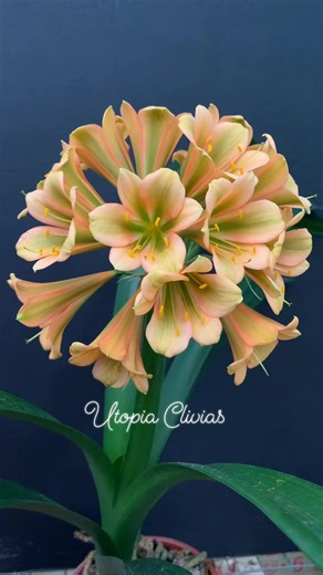 1K views · 28 reactions | "Star Green Wild Thing!  First bloom from our Star Green breeding program and we can't get enough of its unique beauty! #Clivia #rareclivia #stargreen #UtopiaClivias | Clivia at Utopia Clivias | Facebook