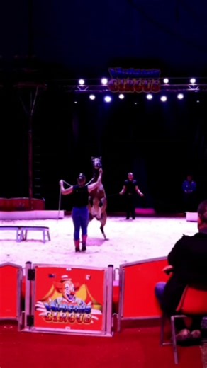 working the pony act