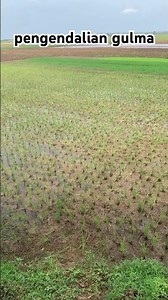 weed control in rice plants #agriculture #agriculture #agriculturaltechniques