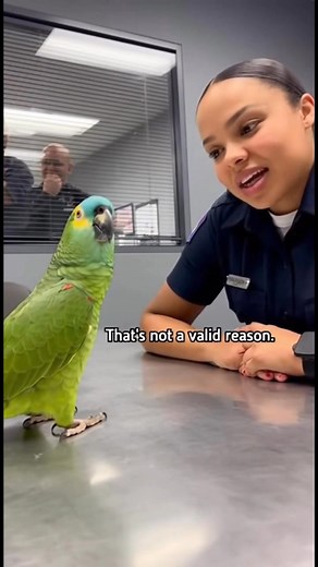 Parrot & Cops – Why were you outside my office window last night #parrot #cops #funnypets #funny #police #funnyvideos #talkingparrot #funnyreels #ParrotComedy #parrotroastingcops | Parrot & Cops