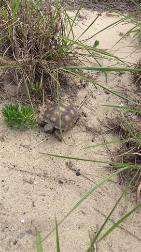 Check the Grass! Finding Baby Gopher Tortoises
