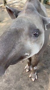 142K views · 4K reactions | Happy World Tapir Day!  What better way...