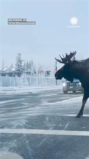 Watch this daring moose jaywalk across a busy road! 🚦🦌 Traffic was fast, but he made it safely.⁣ ⁣ 🎥: @accuweather #moose #mooseofinstagram #alaska #alaskalife #animals #wildlife #reels #accuweather | The Moose Meadow