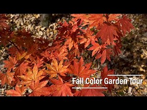 Fall color garden tour | Japanese maples