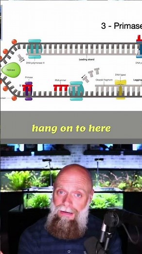 DNA Replication: Primase Starts the Process!